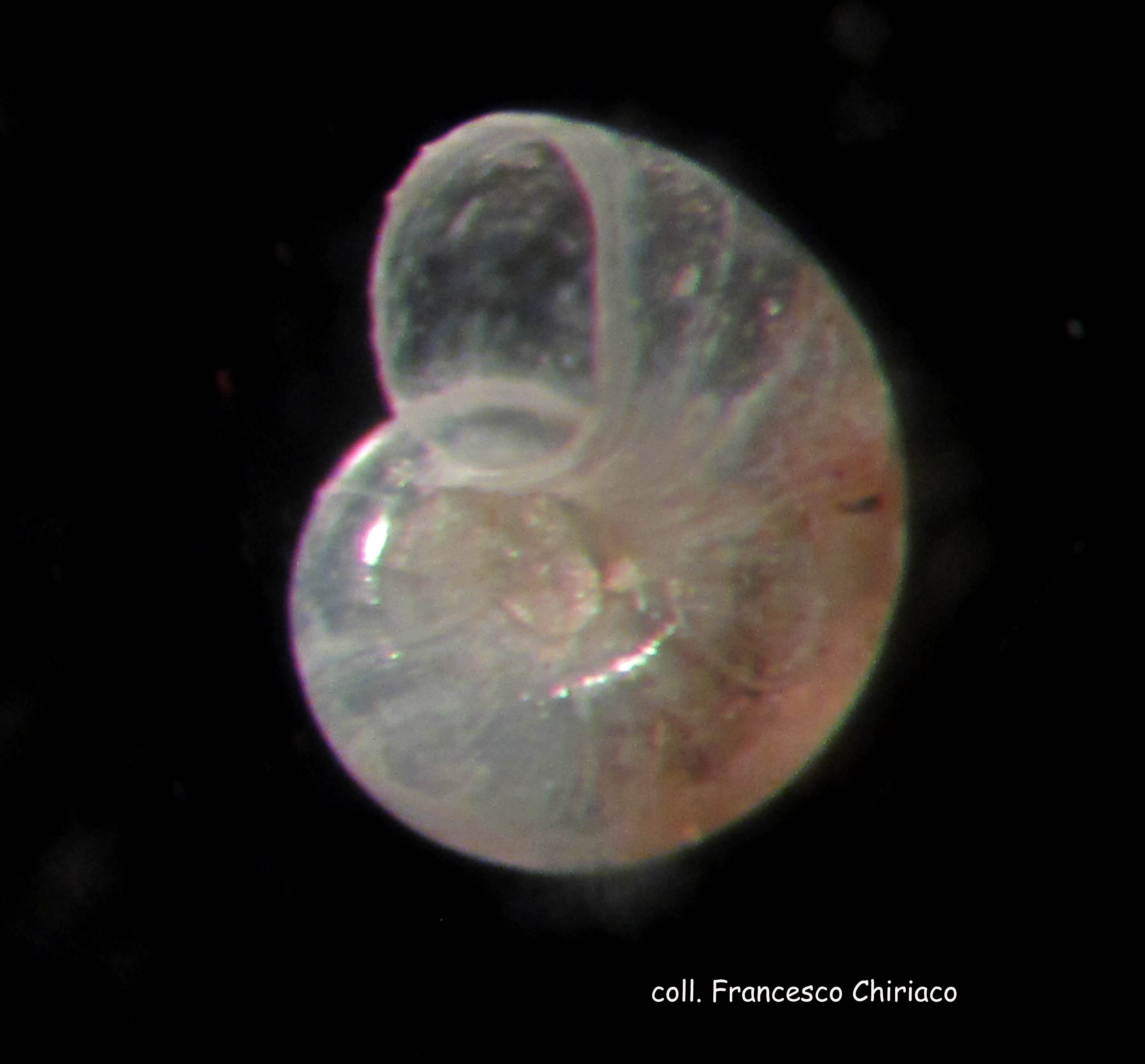 xenoskenea pellucida